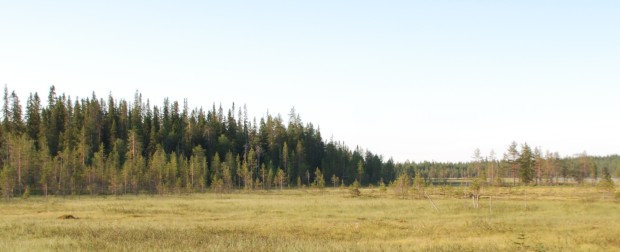 Bilden föreställer en 180-årig skog som utvecklats naturligt på kantzonen mellan kärr och moskog i Taivalkoski.