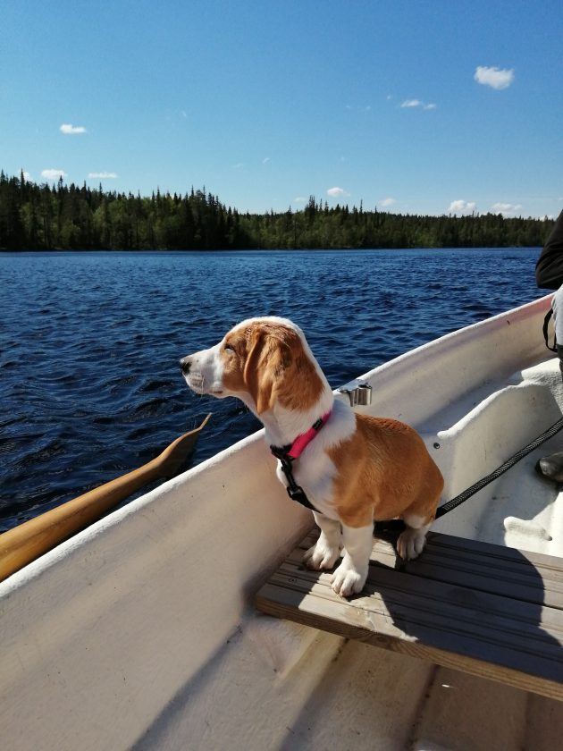 Dreeveri-koiranpentu istumassa soutuveneessä.
