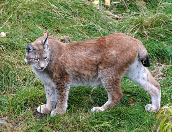 ilves