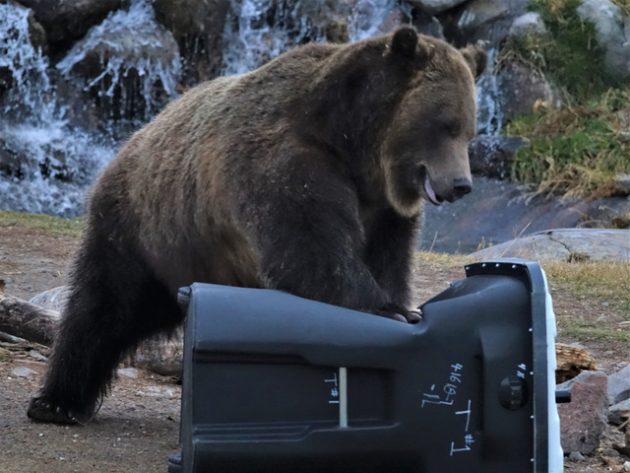 Karhu rikkoo roska-astiaa