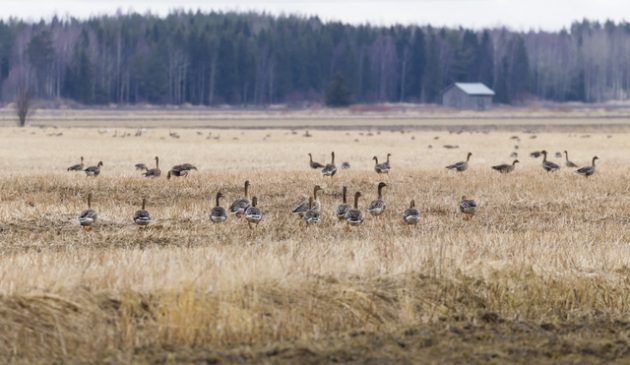 sädgås på fältet