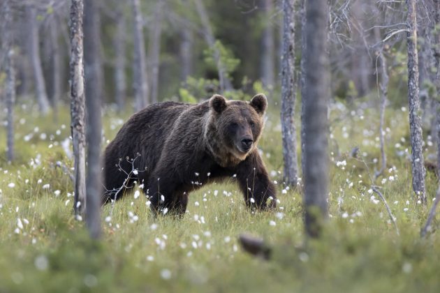 Karhu kävelemässä metsässä.