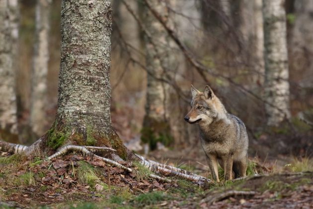 En varg fotograferad i skogen.