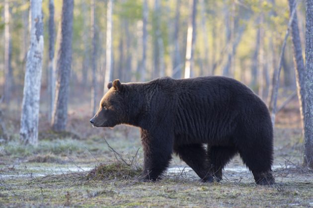 Karhu kävelee suolla