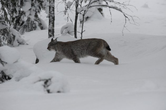 Ilves kävelee hangella.