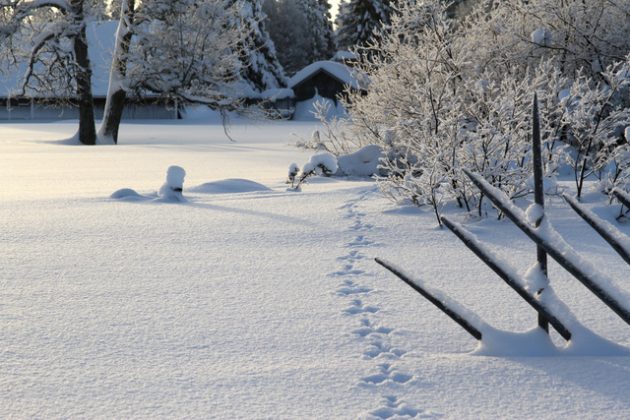 Harens spår i snön