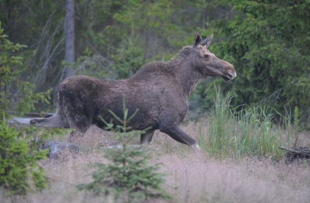 Hirvi kuusentaimikossa