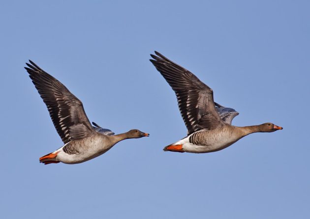 Två sädgås flyger.