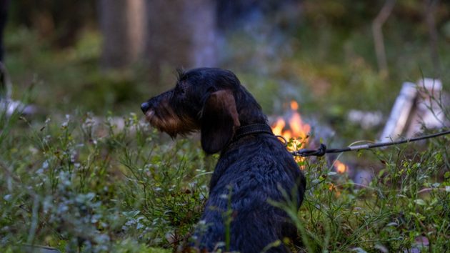 Mäyräkoira nuotiolla