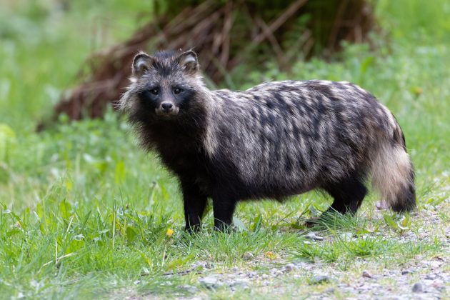 Mårdhund