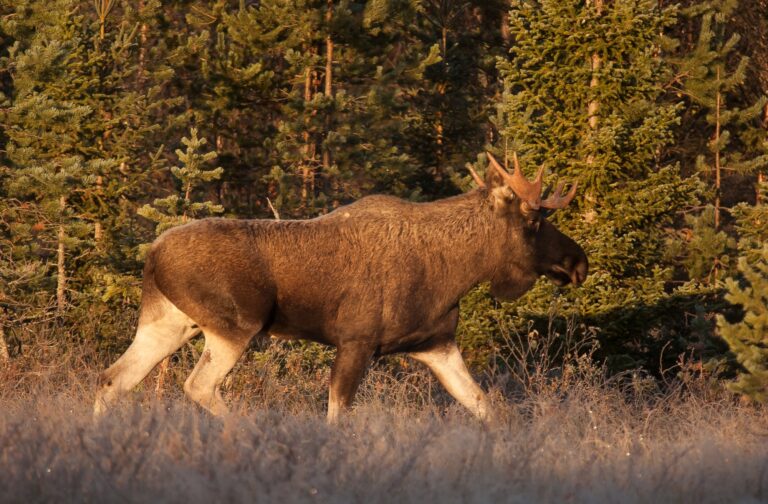 Hirvieläinten metsästys alkamassa