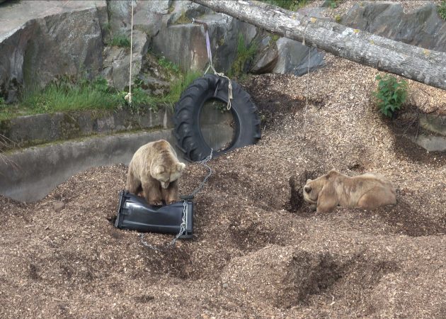 Karhu rikkoo roska-astiaa