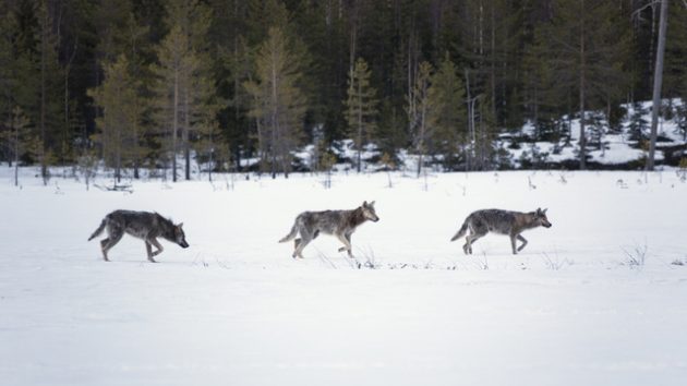 Kolme sutta kävelee hangella