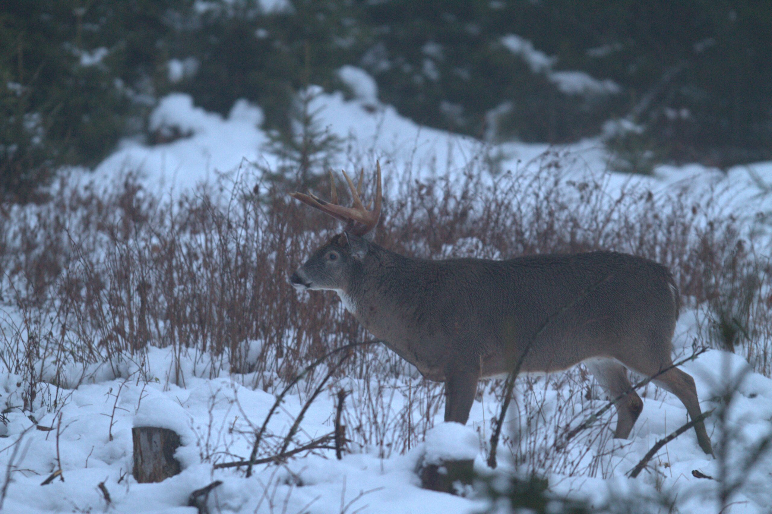 Valkoh nt peura Riistakeskus