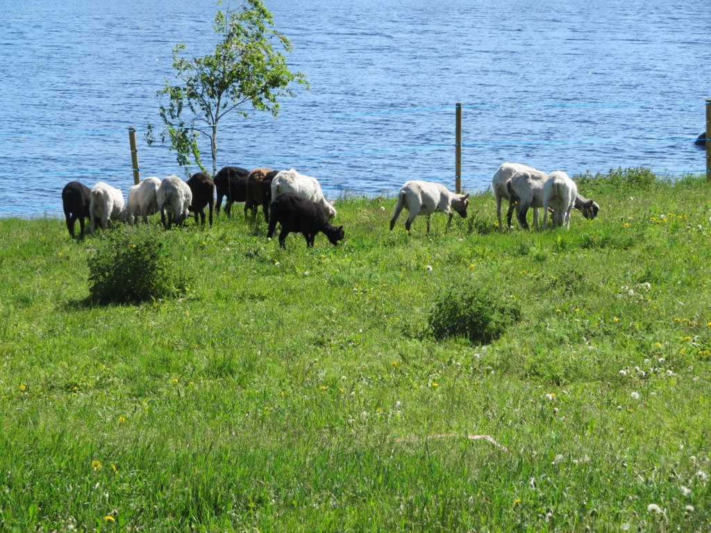 Lampaita laitumella