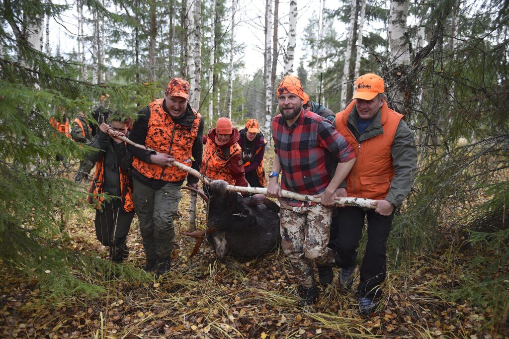 Metsästäjät vetävät porukalla hirveä pois metsästä.