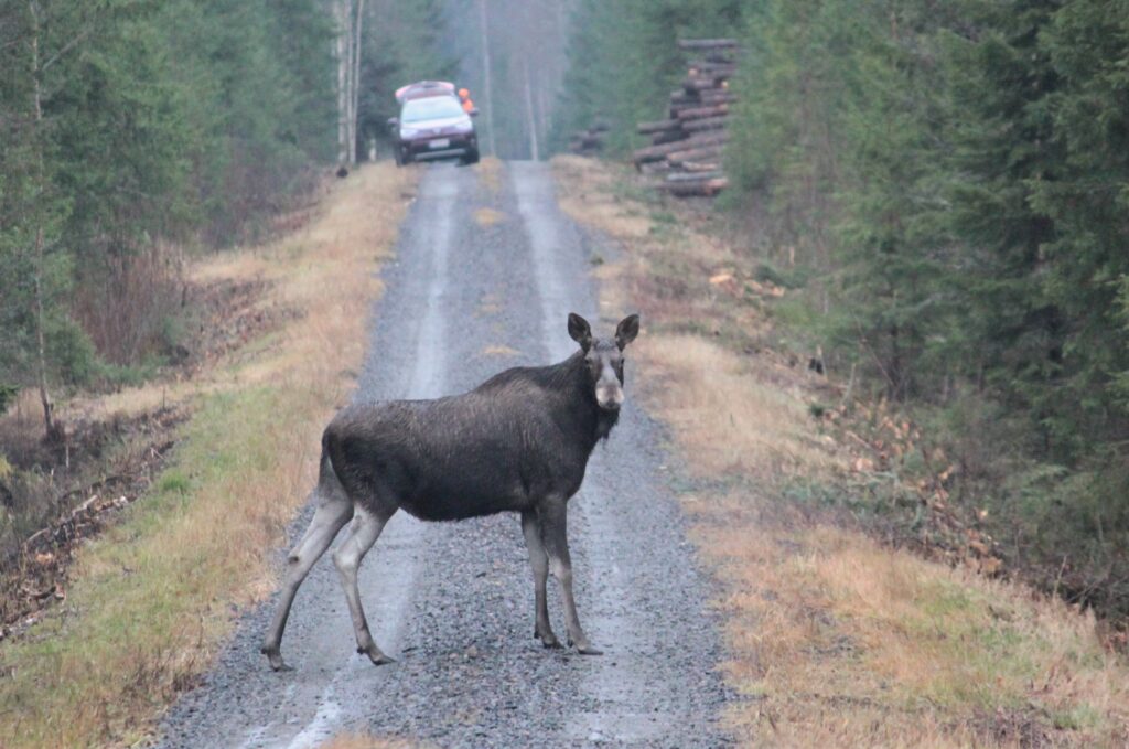 Hirvi seisoo tiellä ja takana on auto.