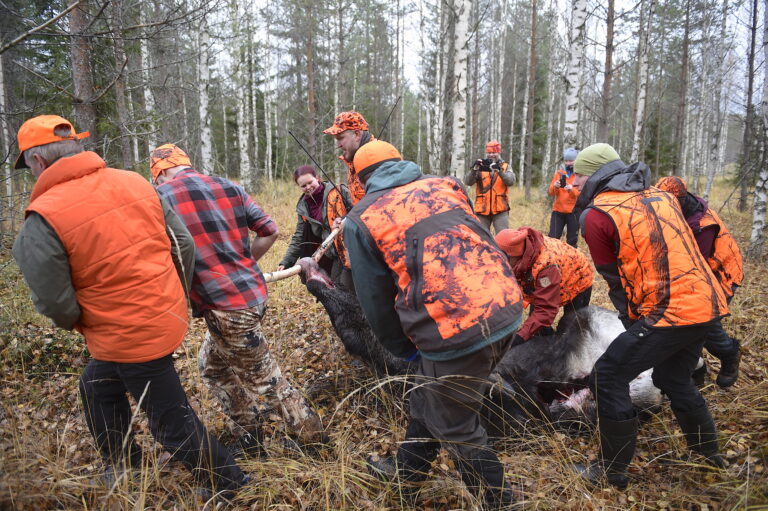 Poliisi ja riistanhoitoyhdistykset valvovat hirvenmetsästystä Liperin, Juuan, Outokummun ja Polvijärven alueilla 10. lokakuuta
