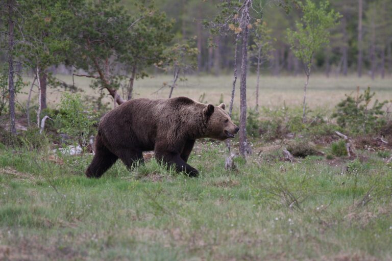 Karhunmetsästys on päättynyt poronhoitoalueella