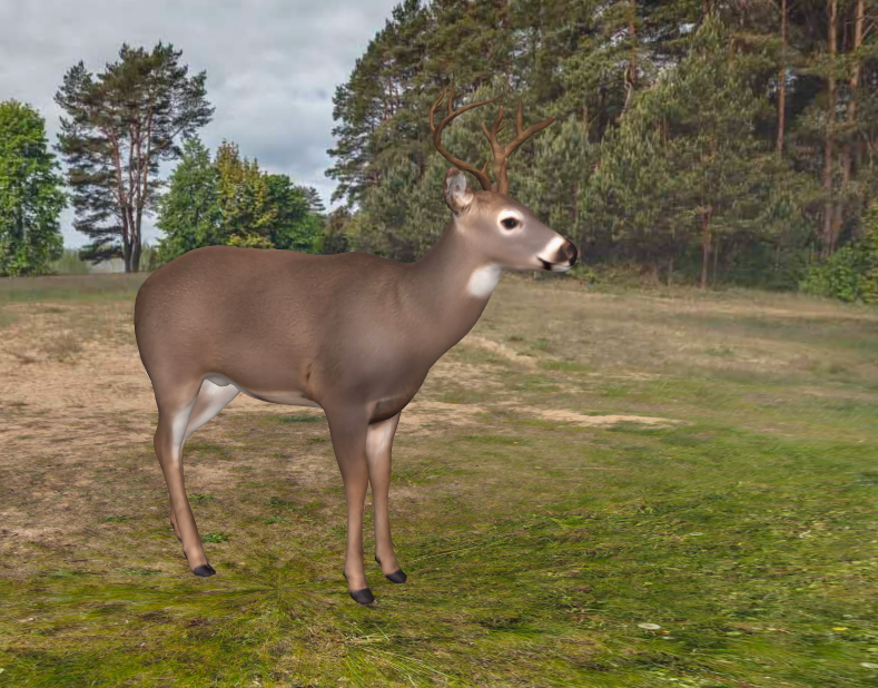 Kuva 3D-valkohäntäpeurasta.