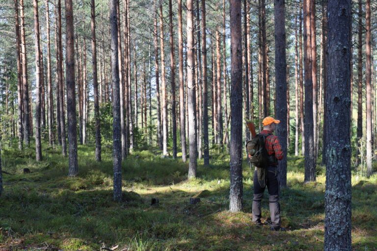 Poliisi ja riistanhoitoyhdistykset valvovat metsäkanalintujen metsästystä Pohjois-Karjalassa